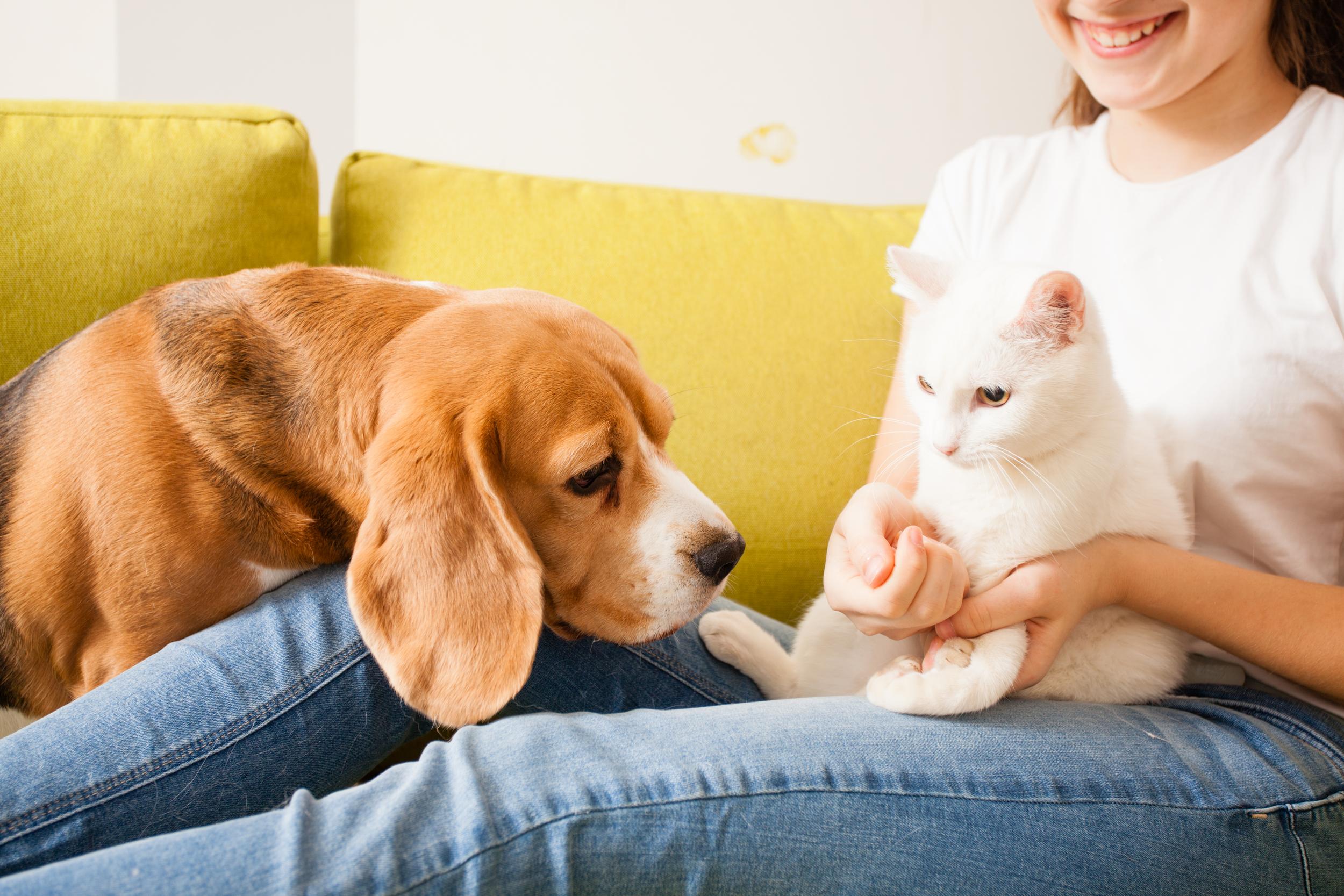 Cat and Dog with their Human